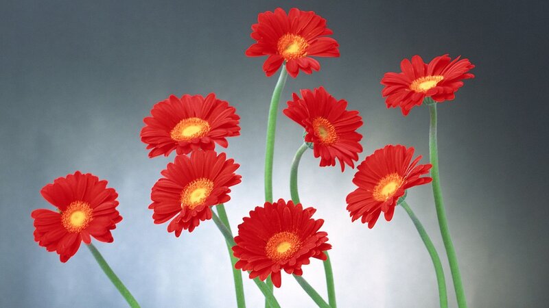 Red gerbera daisies