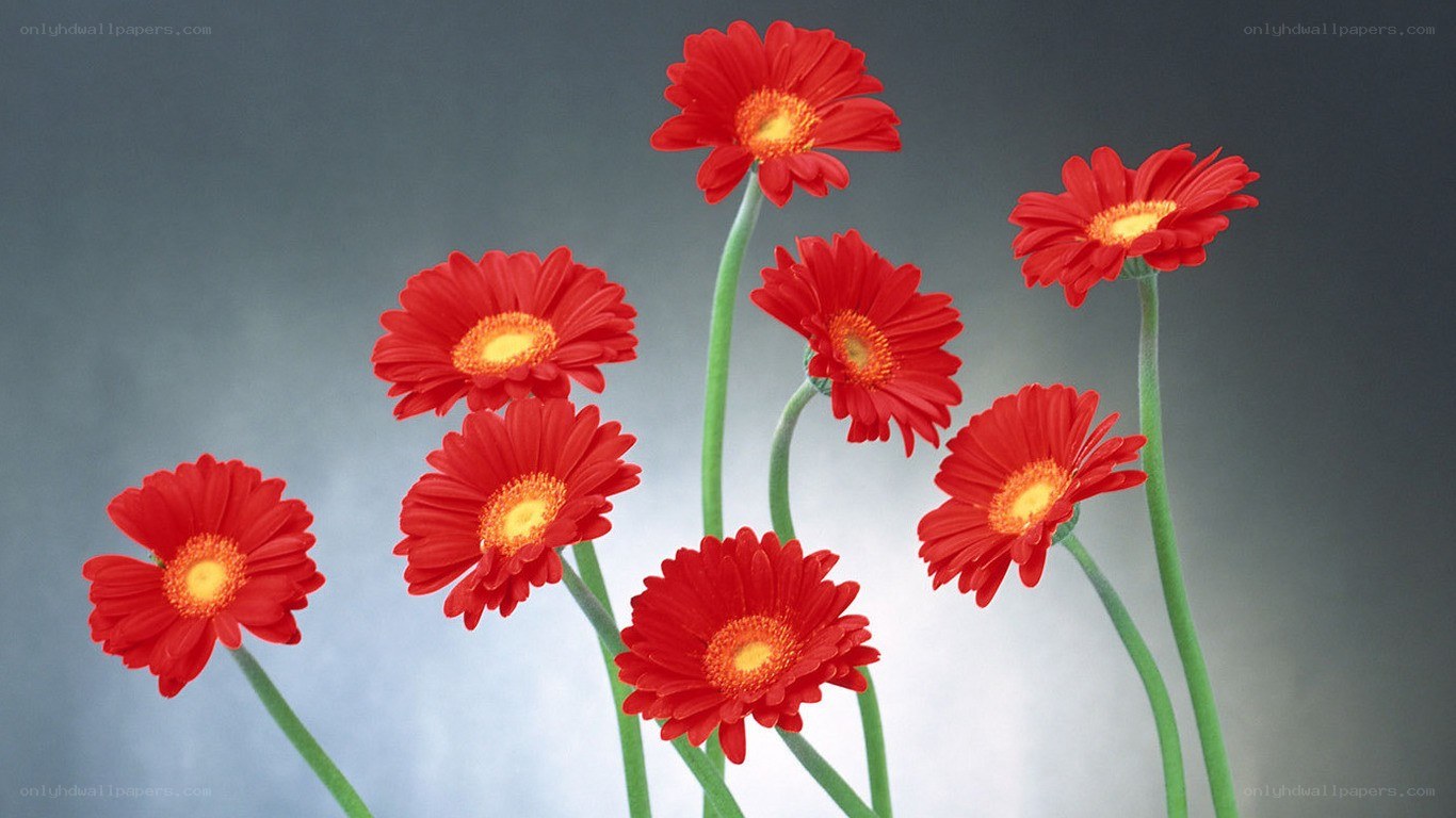 Red gerbera daisies