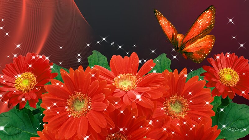 Red Gerbera Daisies and Butterfly