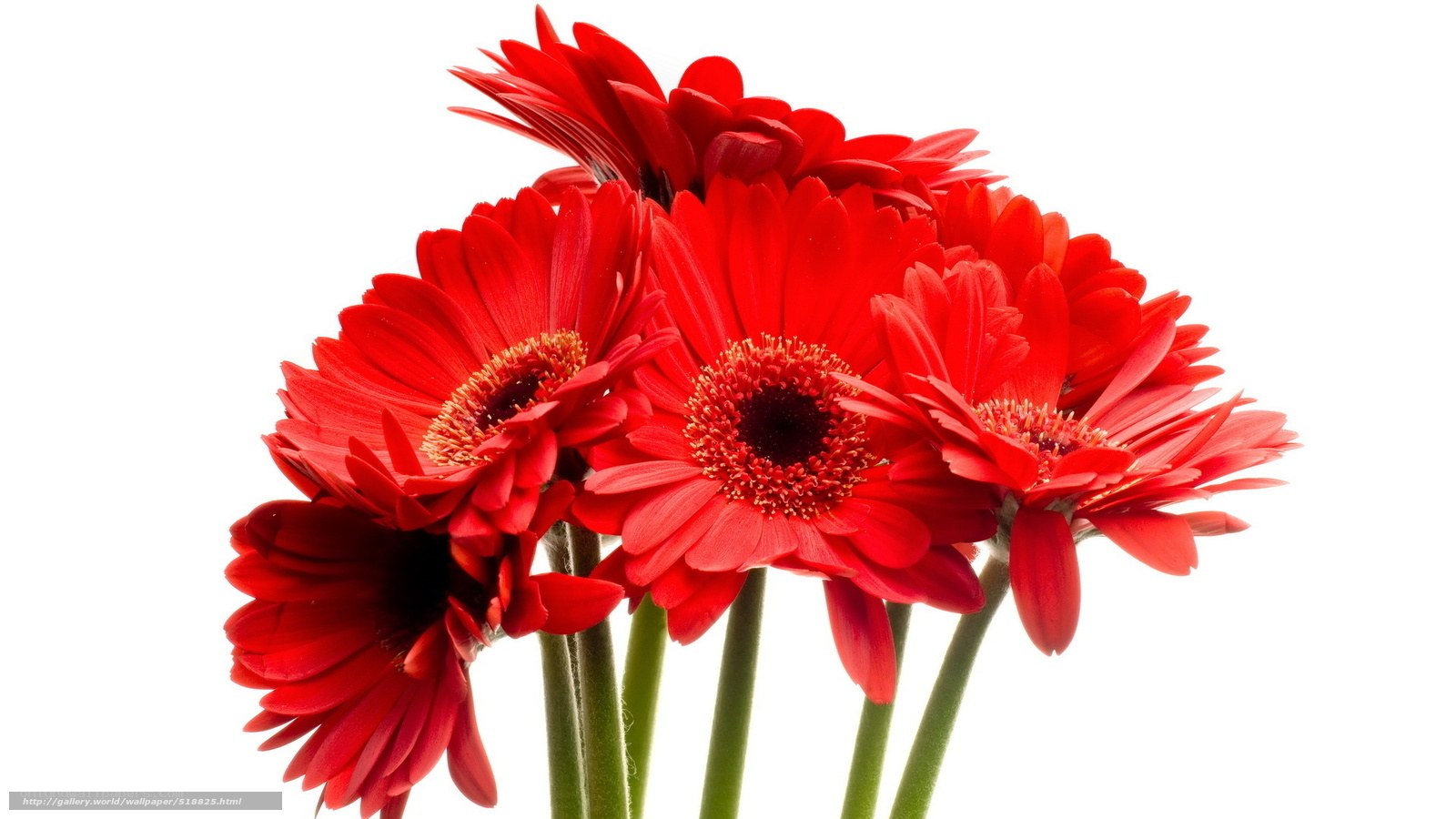Red gerbera daisies bouquet