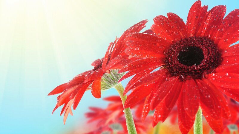 Red Gerbera Daisies — Bright, Morning