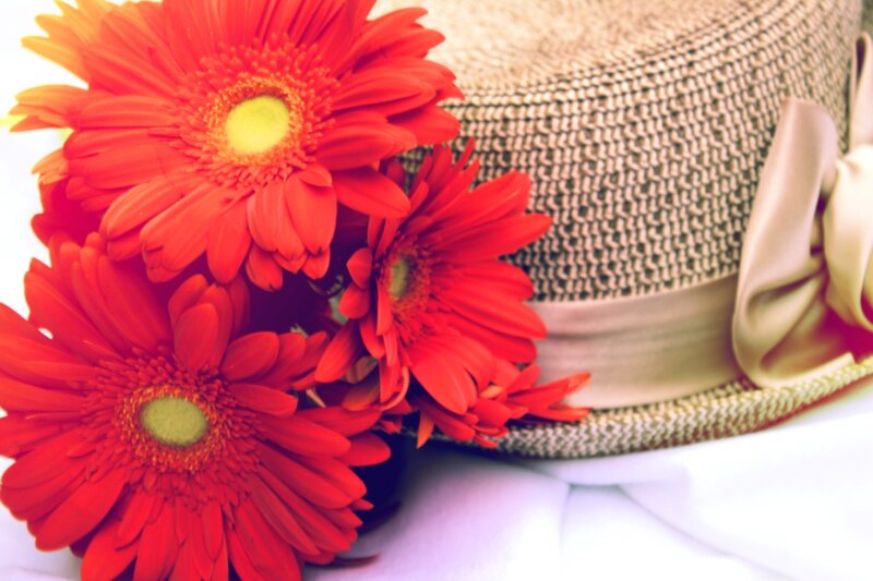 Red Gerbera Daisies — Bright