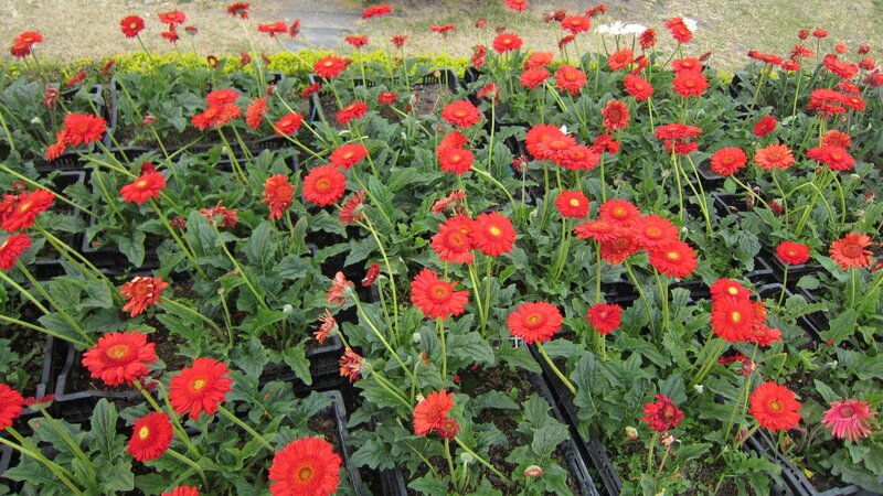 Red Gerbera Daisies — Calm, Afternoon, Photograph, Green Leaves
