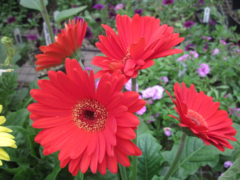 Red Gerbera Daisies — Calm, Afternoon, Photograph