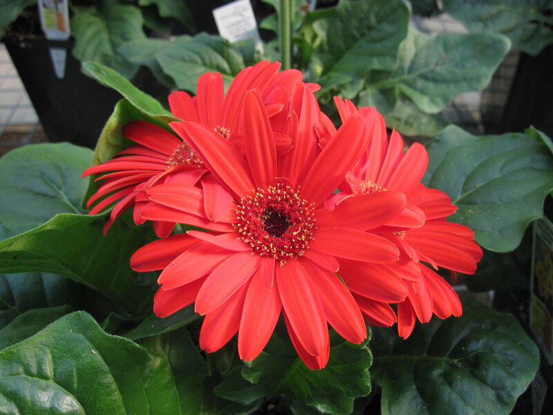 Red Gerbera Daisies — Calm, Afternoon
