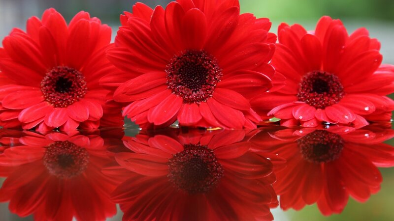 Red Gerbera Daisies — Calm, Photograph, Flowers, Reflection