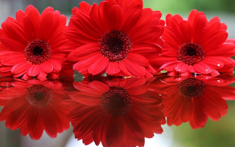 Red Gerbera Daisies — Calm, Photograph, Flowers, Reflection, Water