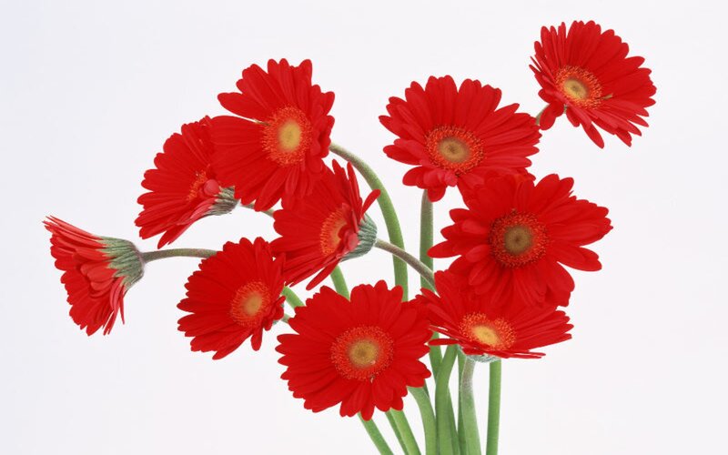 Red Gerbera Daisies — Calm, Photograph, Flowers, Stems