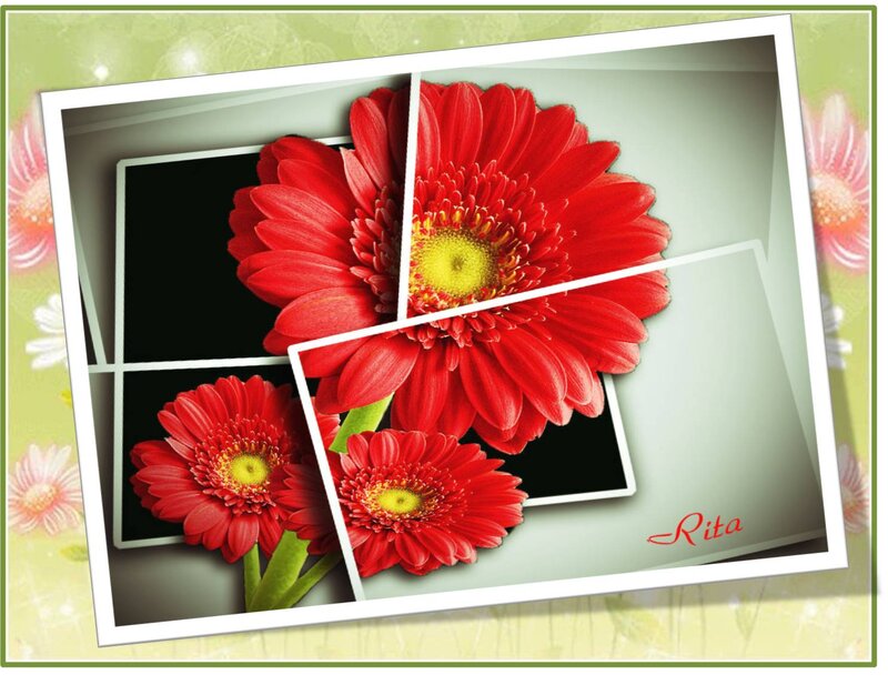 Red Gerbera Daisies — Calm, Photograph, Flowers
