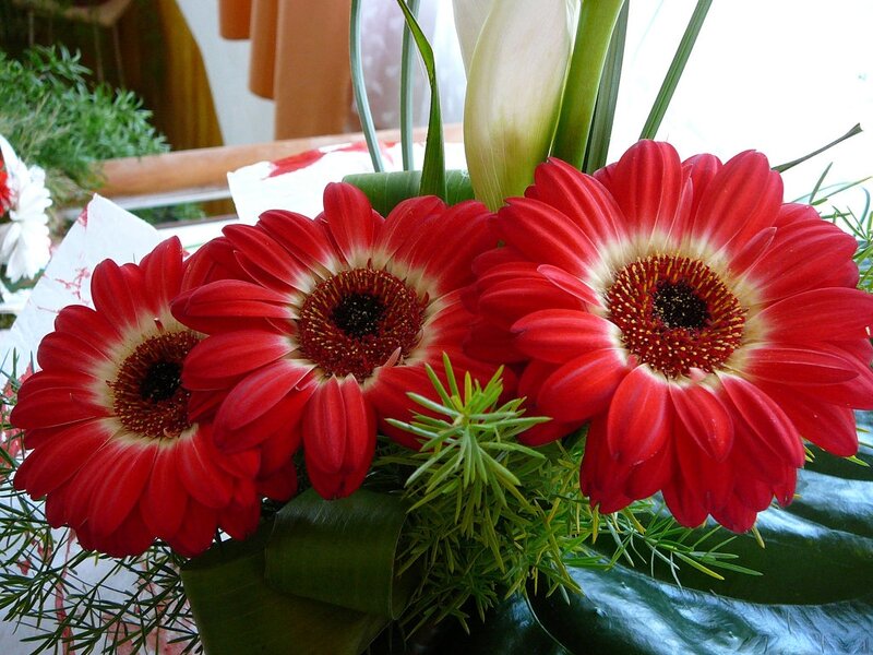 Red Gerbera Daisies — Calm, Photograph, Green Foliage