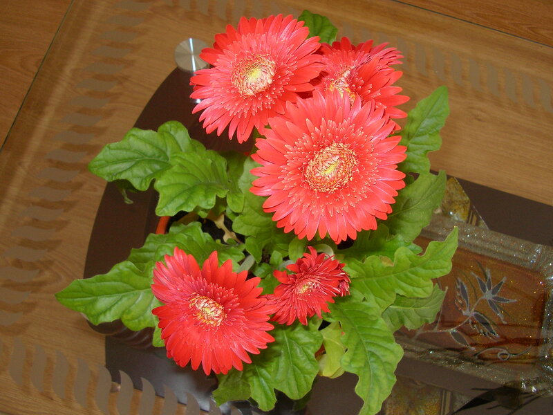 Red Gerbera Daisies — Calm, Photograph, Green Leaves, Glass Table