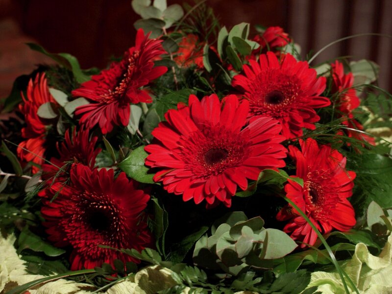 Red Gerbera Daisies — Calm, Photograph, Green Leaves