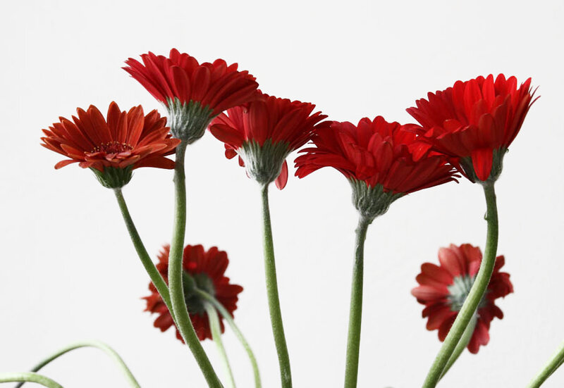 Red Gerbera Daisies — Calm, Photograph