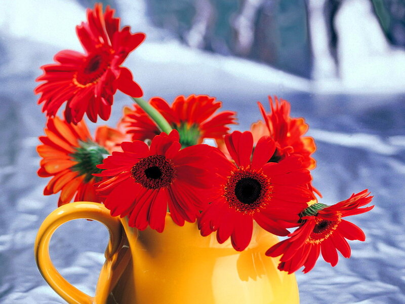 Red Gerbera Daisies — Calm, Photograph, Vase