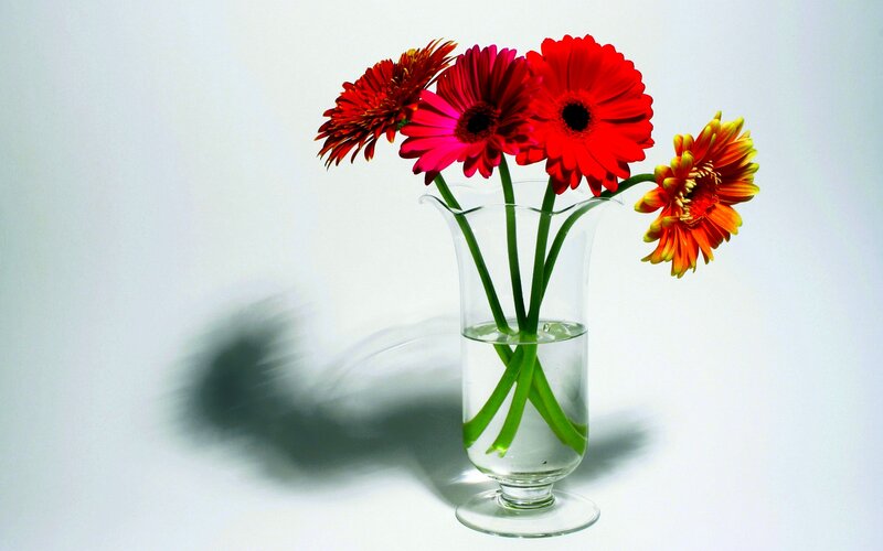 Red Gerbera Daisies — Calm, Photograph, Vase, Water