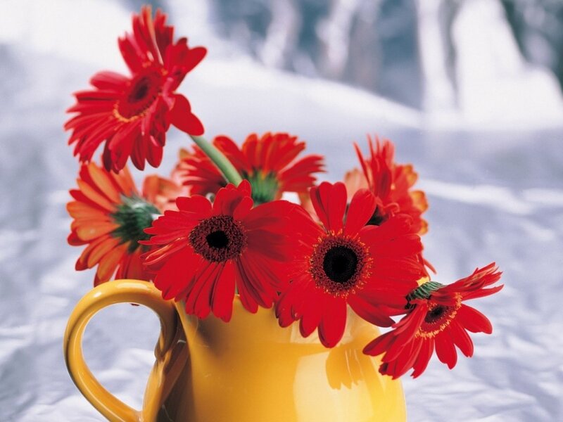 Red Gerbera Daisies — Calm, Winter