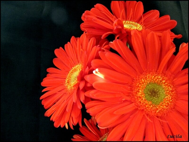 Red Gerbera Daisies — Dramatic, Photograph, Flowers, Black Background
