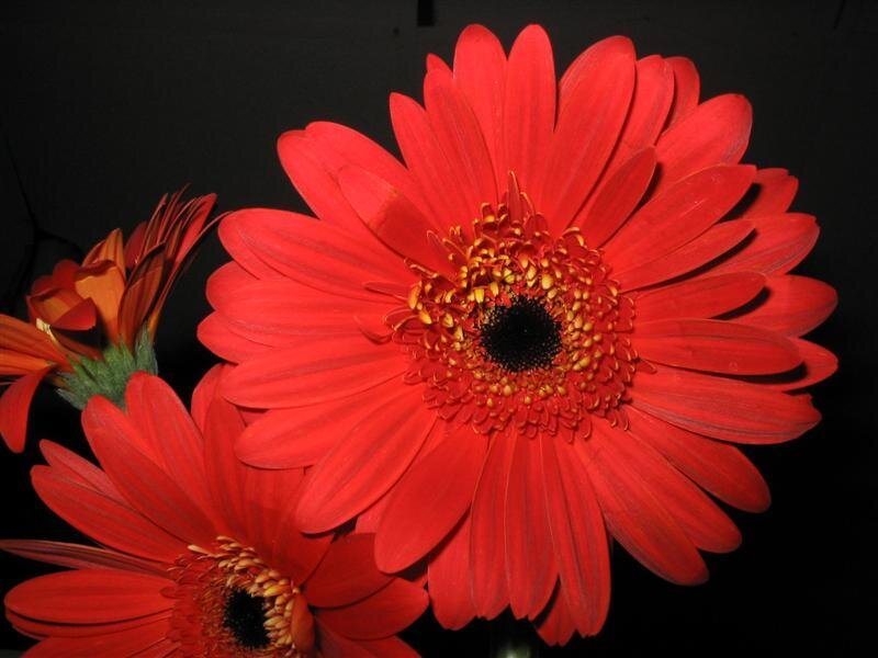 Red Gerbera Daisies — Dramatic, Photograph, Flowers, Dark Background, Black
