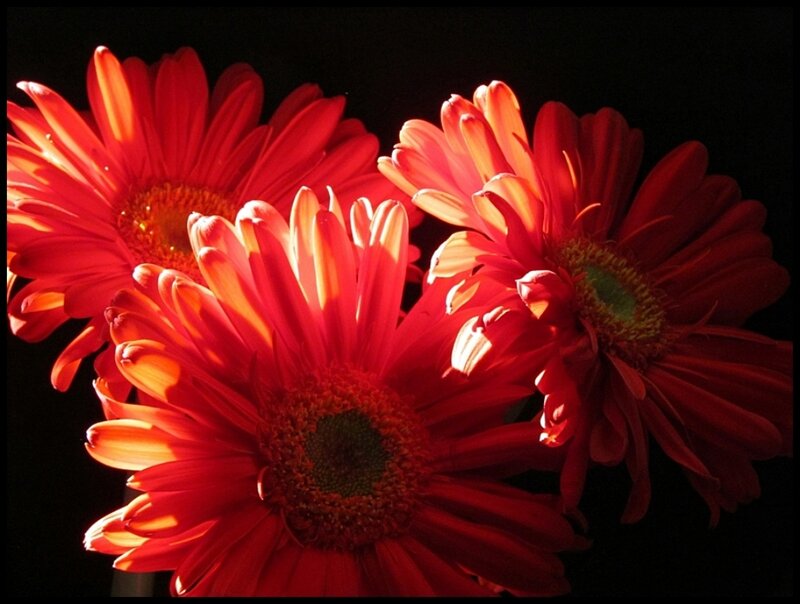 Red Gerbera Daisies — Dramatic, Photograph, Flowers, Dark Background