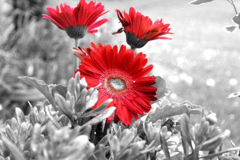 Red Gerbera Daisies — Dramatic, Photograph, Flowers, Leaves