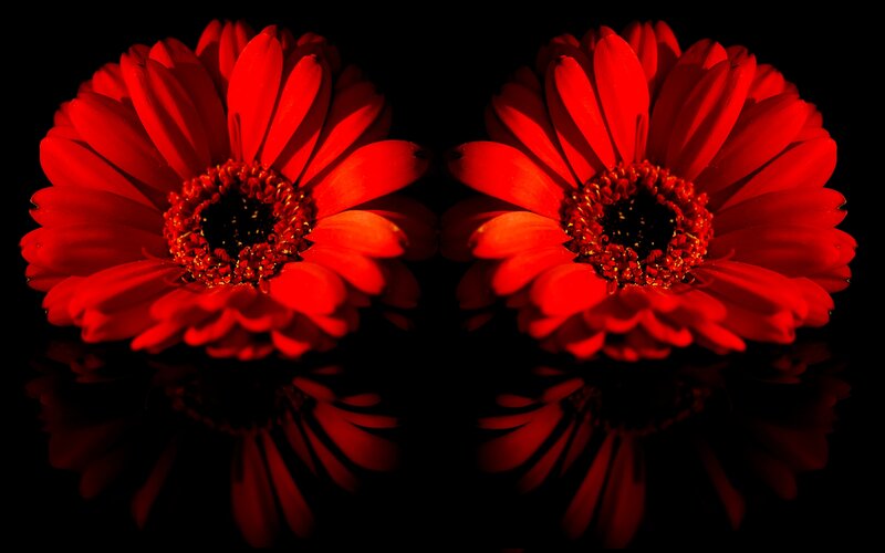 Red Gerbera Daisies — Dramatic, Photograph, Flowers, Reflection