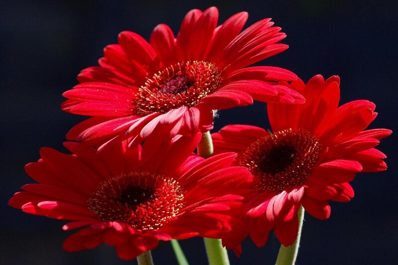 Red Gerbera Daisies — Dramatic, Photograph, Flowers, Stems, Dark Background