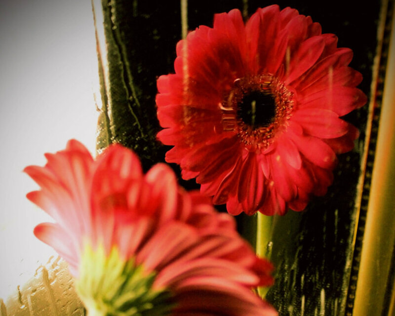 Red Gerbera Daisies — Dramatic, Photograph, Flowers, Stems, Vase