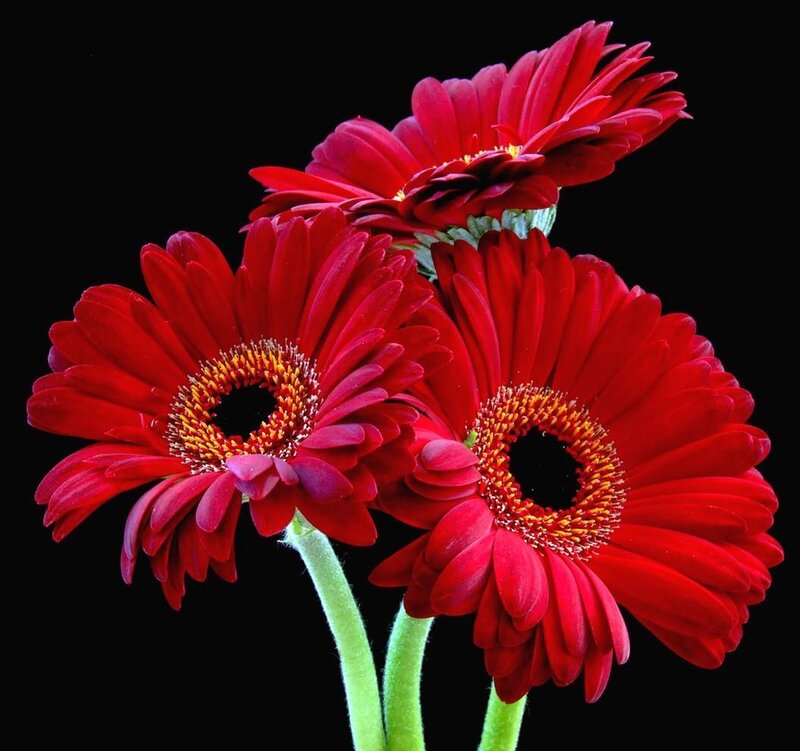Red Gerbera Daisies — Dramatic, Photograph, Flowers
