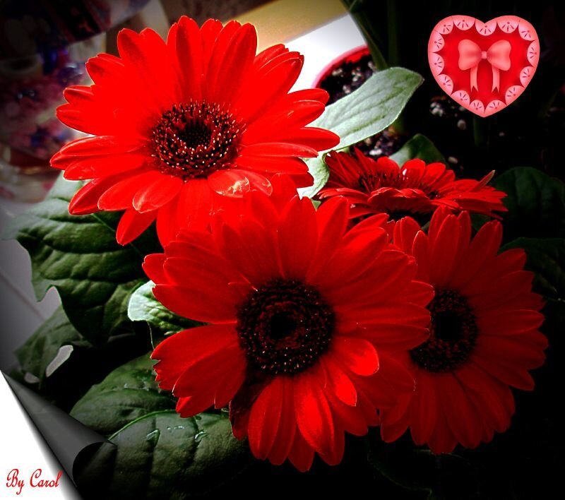 Red Gerbera Daisies — Dramatic, Photograph, Heart Icon