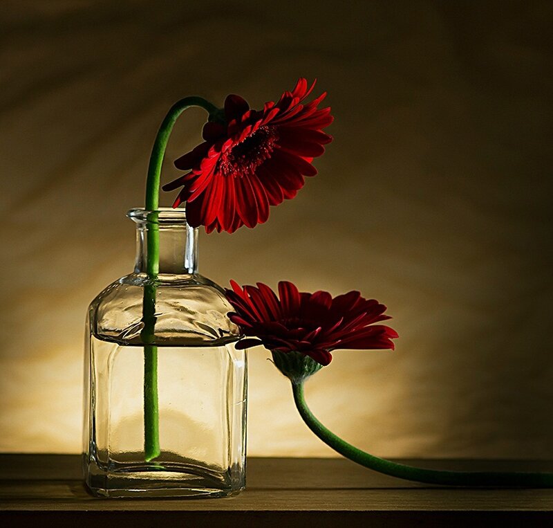 Red Gerbera Daisies — Dramatic, Photograph