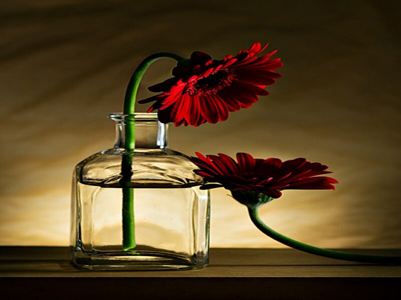 Red Gerbera Daisies — Dramatic, Photograph, Vase