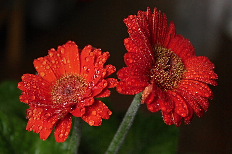 Red Gerbera Daisies — Dramatic, Photograph, Water Droplets