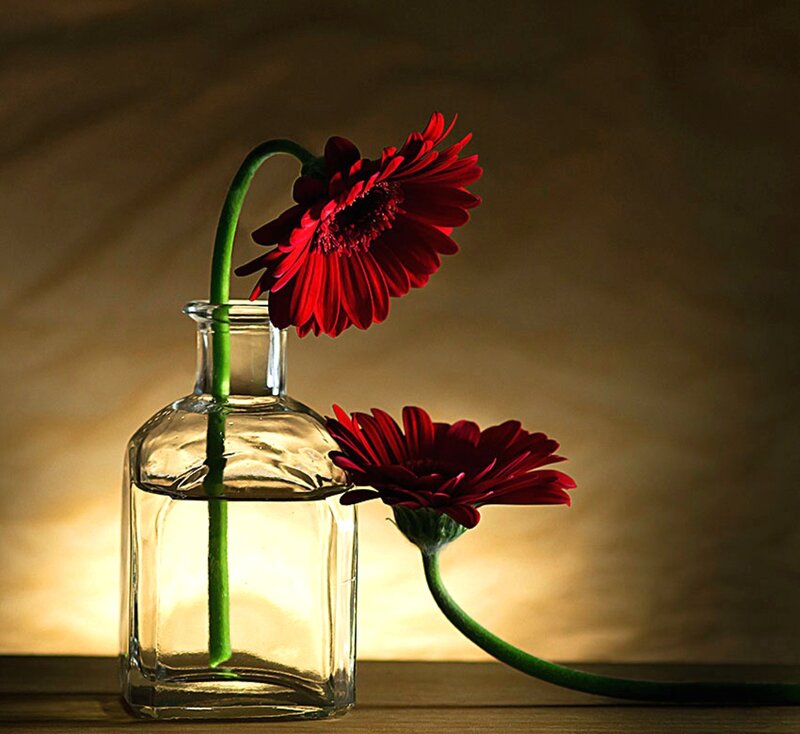 Red Gerbera Daisies — Dramatic, Sunset