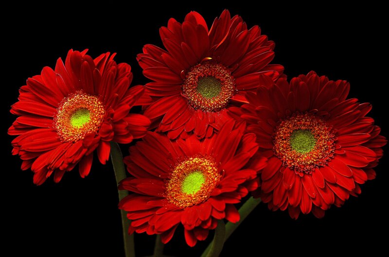 Red Gerbera Daisies — Dramatic