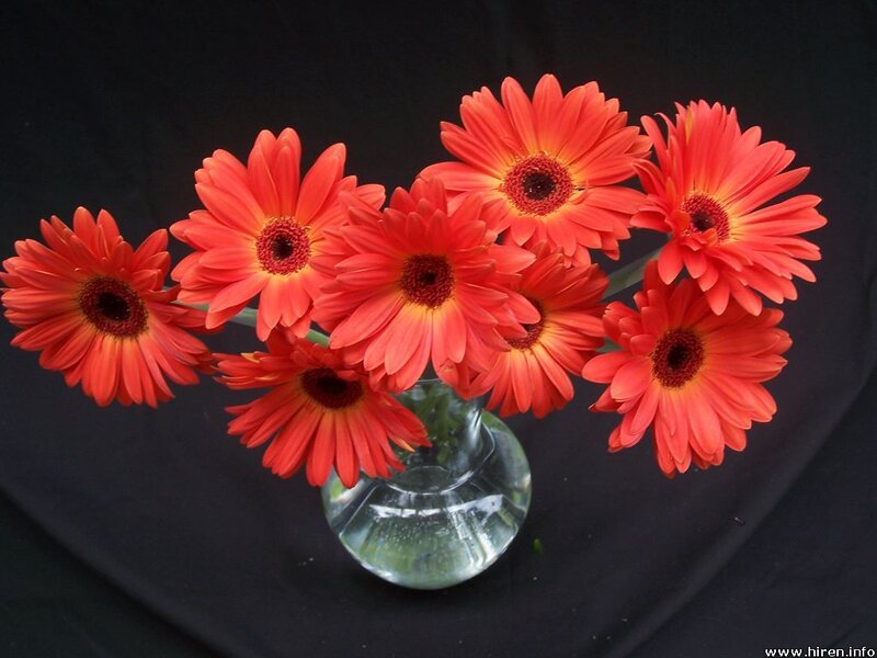 Red gerbera daisies in a vase