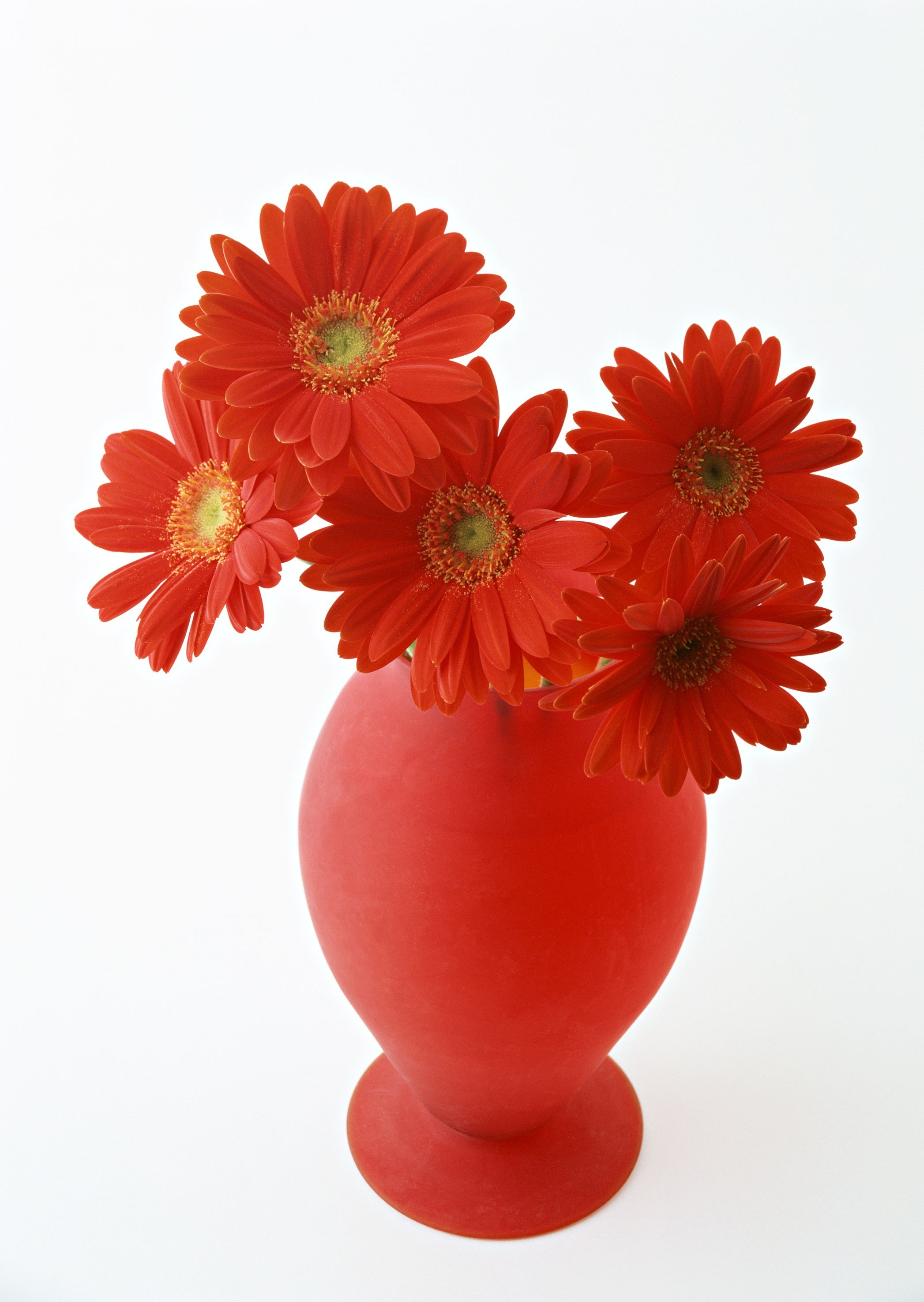 Red gerbera daisies in a vase