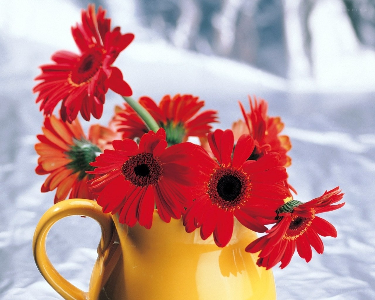 Red gerbera daisies in a yellow pitcher