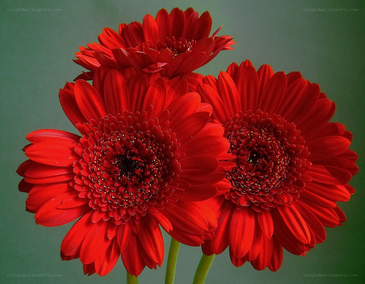 Red gerbera daisies in bloom