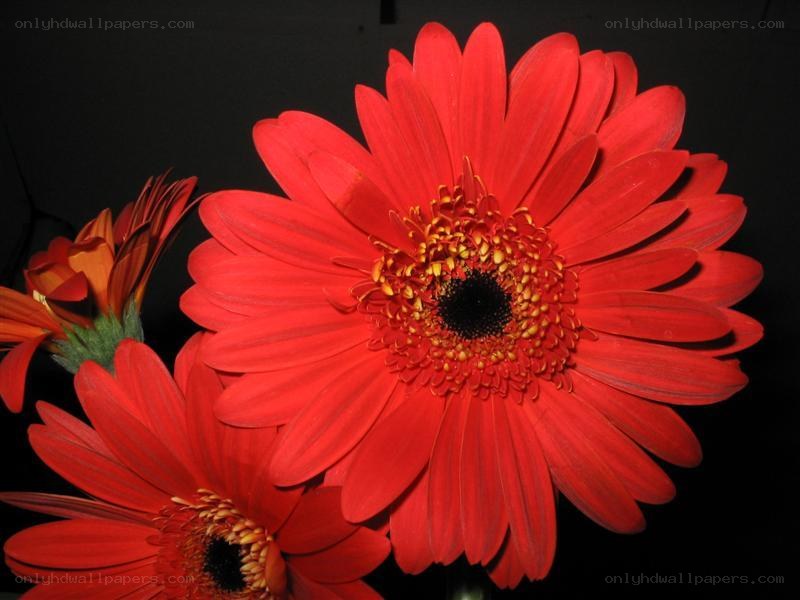 Red gerbera daisies in bloom