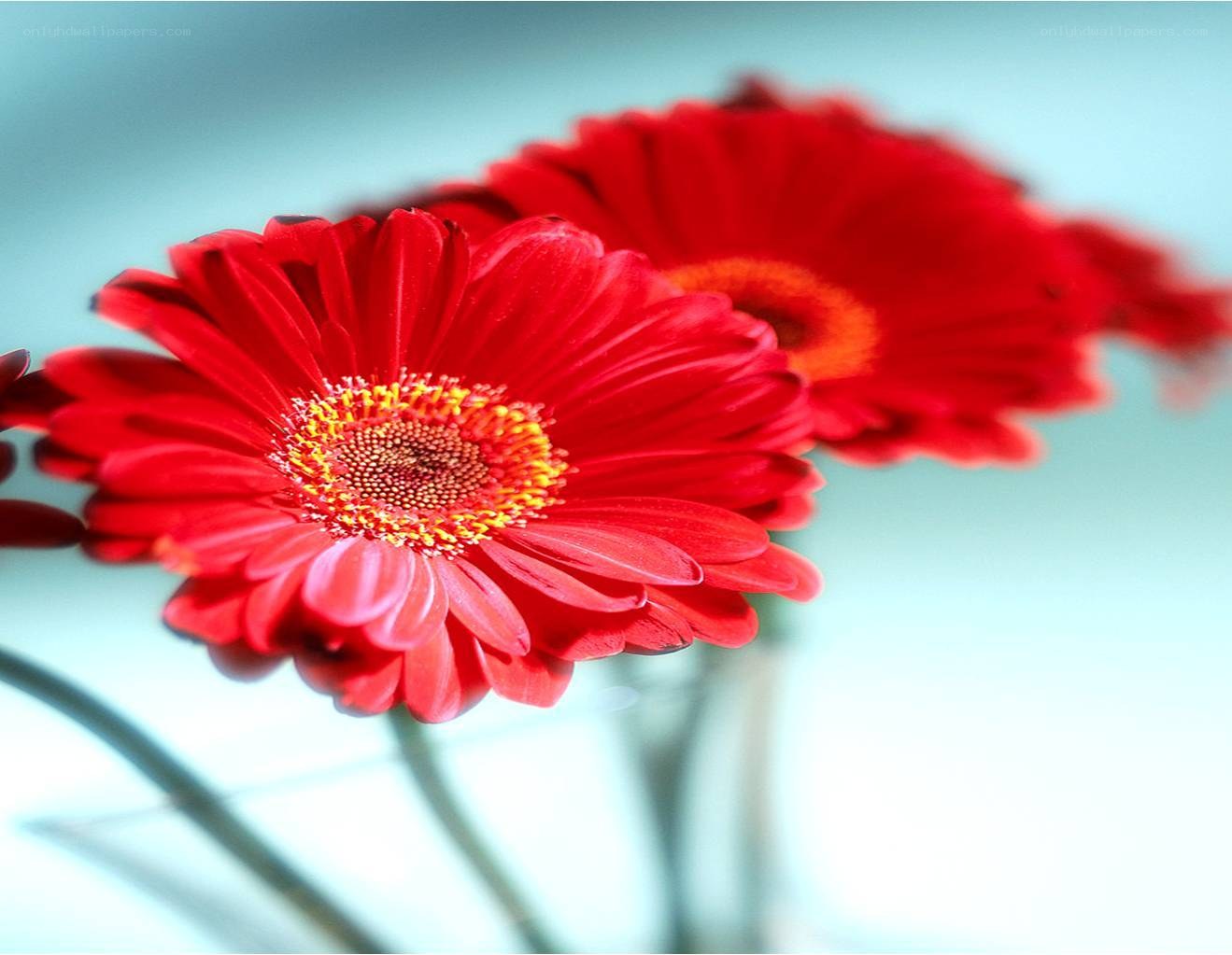 Red gerbera daisies in bloom