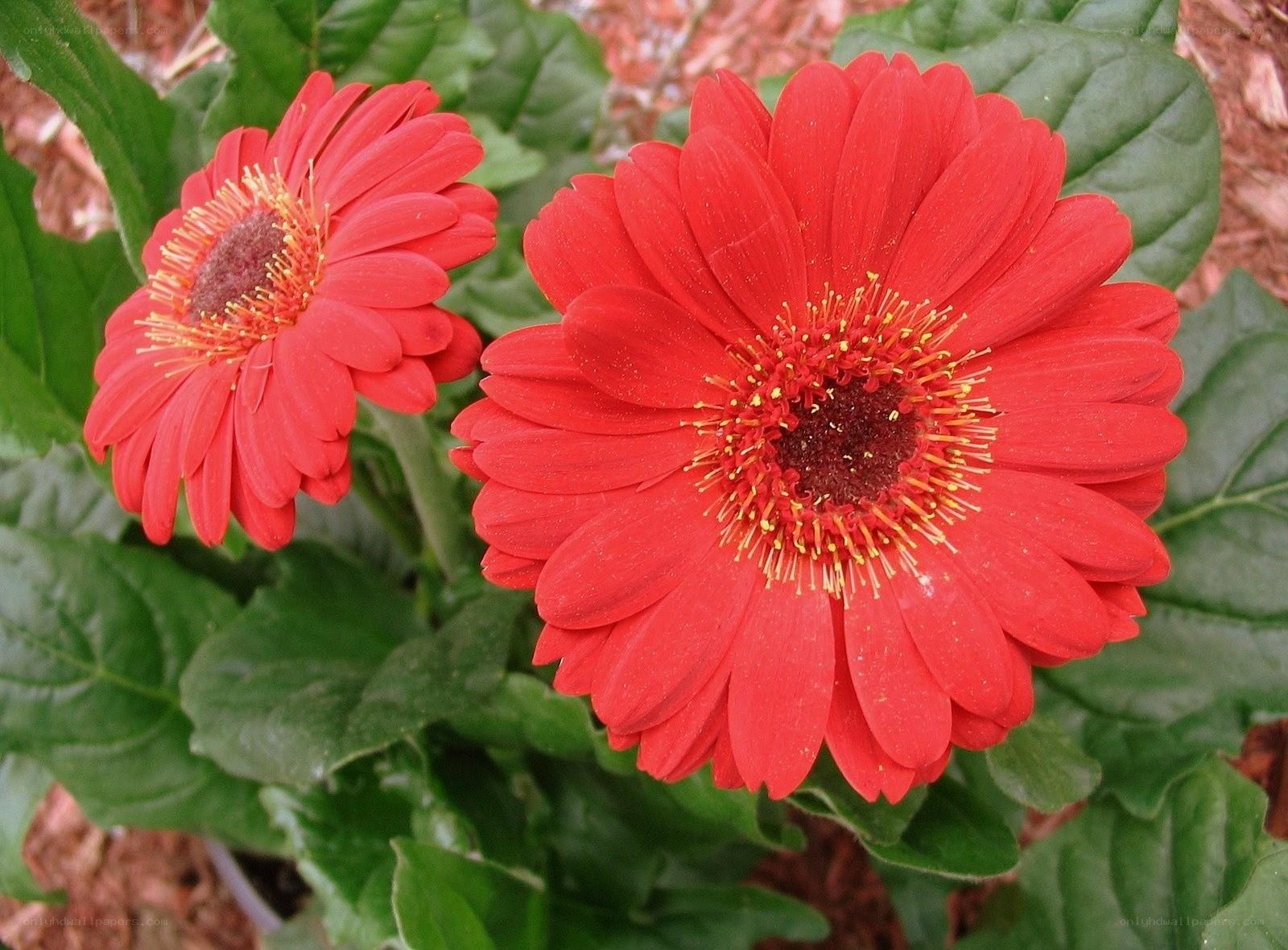 Red gerbera daisies in bloom