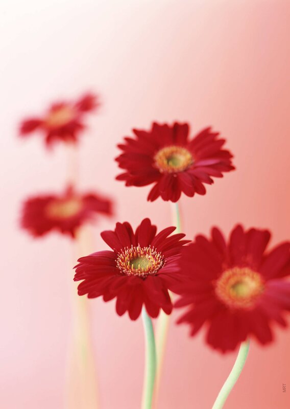 Red gerbera daisies in focus