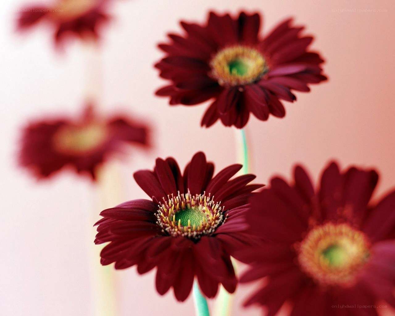 Red gerbera daisies in focus