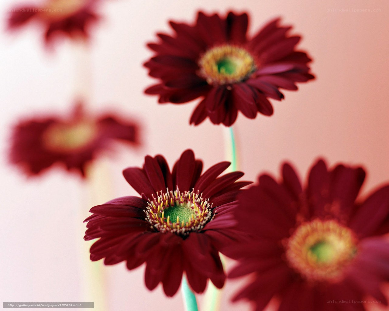 Red gerbera daisies in focus