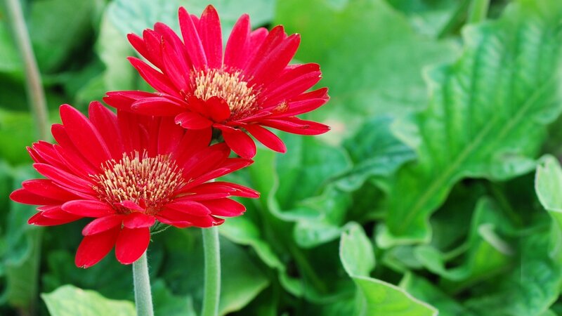 Red gerbera daisies in garden
