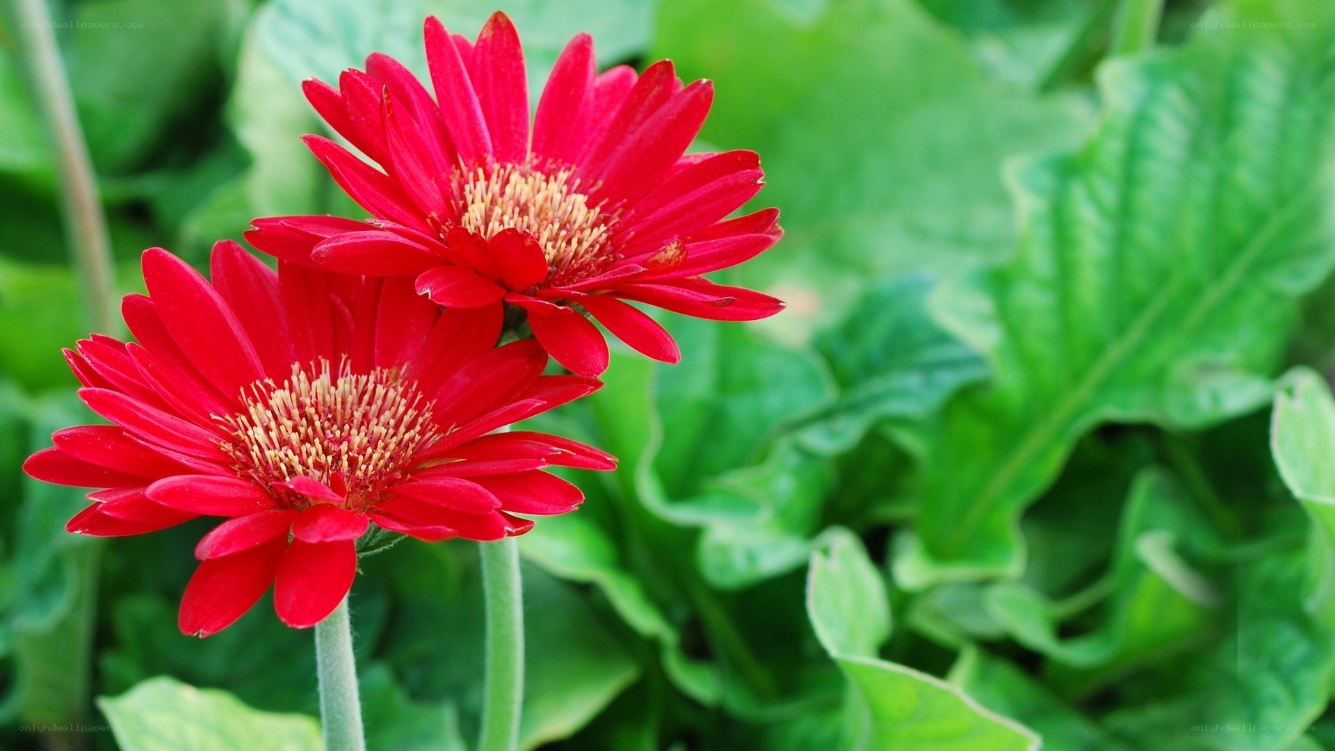Red gerbera daisies in garden