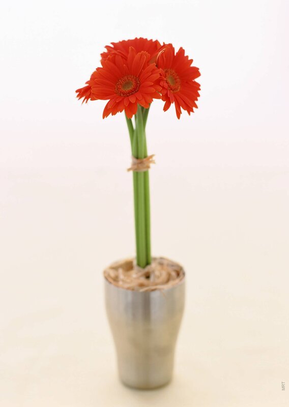 red gerbera daisies in vase