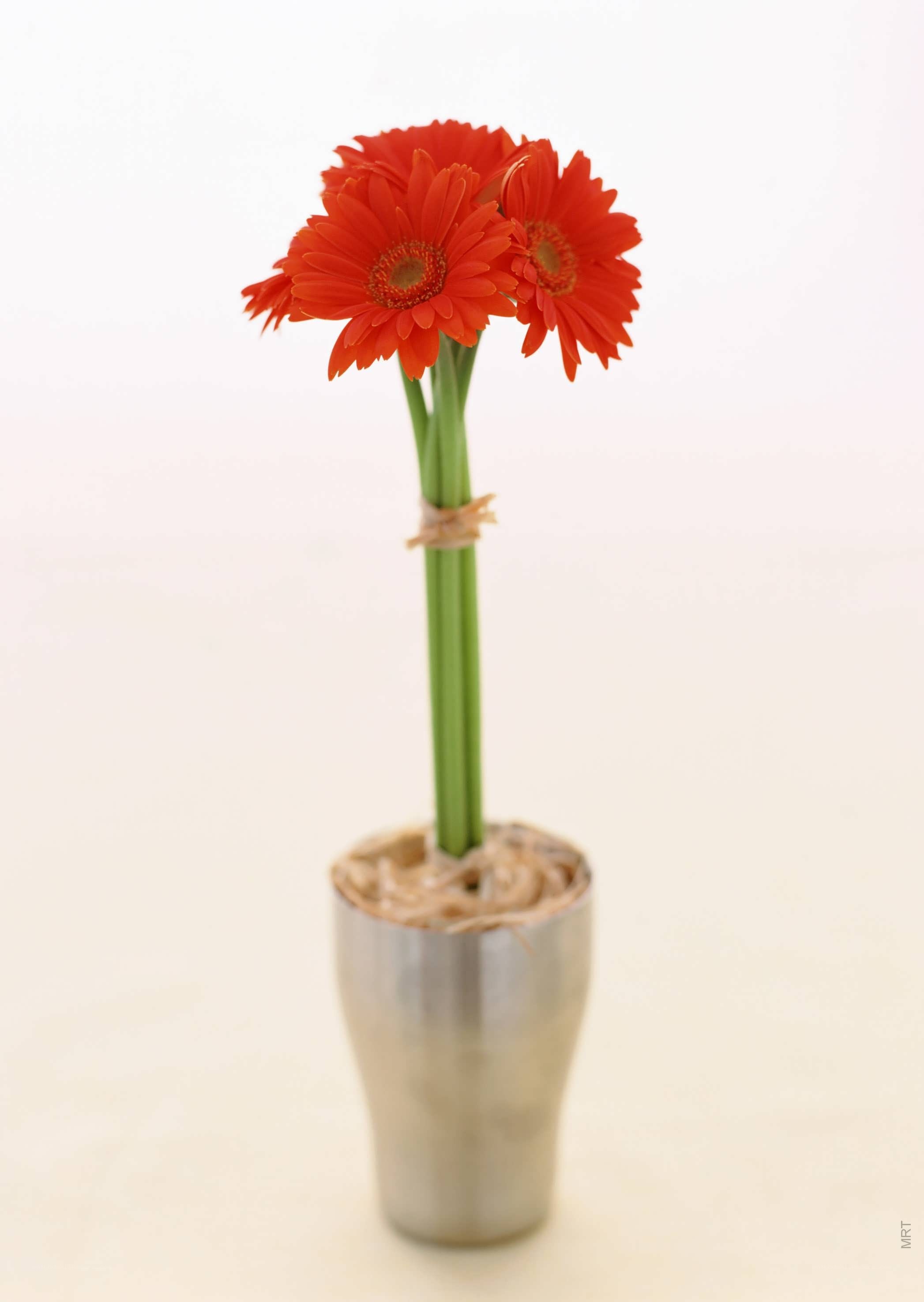 red gerbera daisies in vase