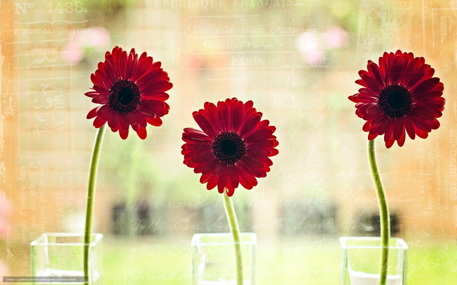 Red gerbera daisies in vases