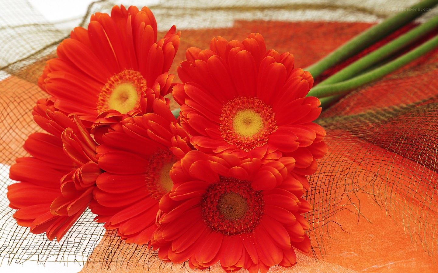 Red gerbera daisies on fabric